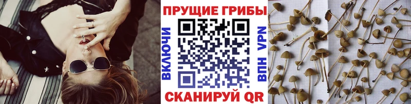 Галлюциногенные грибы Magic Shrooms  Туран 